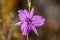 Chocolate Lily Plant in Victoria, Australia