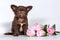 Chocolate little Chihuahua puppy, small size, sitting next to multicolored flowers on a white background