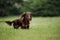 Chocolate longhaired dachshund in nature. Beautiful dog in the park