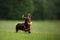 Chocolate longhaired dachshund in nature. Beautiful dog in the park