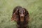 Chocolate longhaired dachshund in nature. Beautiful dog in the park