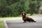 Chocolate longhaired dachshund in nature. Beautiful dog in the park