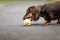 Chocolate longhaired dachshund in nature. Beautiful dog in the park