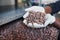 Chocolate making factory worker holding a handful of cocoa beans