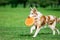 Chocolate marble border collie with orange frisby disk running i