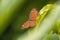 Chocolate pansy butterfly, Junonia hedonia ida