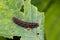 Chocolate pansy caterpillar