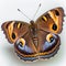 Chocolate Pansy Junonia iphita Butterfly. Beautiful Butterfly in Wildlife. Isolate on white background