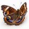Chocolate Pansy Junonia iphita Butterfly. Beautiful Butterfly in Wildlife. Isolate on white background