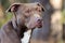 Chocolate Pit Bull Terrier