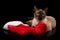 Chocolate point Siamese cat lying down with a Christmas stocking