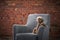 chocolate poodle on an armchair, brick wall background. dog in a modern loft interior.