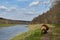 Chocolate puppy aussie studies nature. Australian Shepherd dog walks in park along path river bank on warm spring day. Rear view