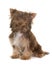 Chocolate puppy yorkshire terrier