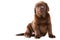Chocolate Retriever puppy on isolated white