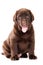 Chocolate Retriever puppy on white