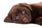 Chocolate Retriever puppy on white