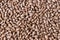 Chocolate rice background close up view