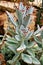 Chocolate soldier succulent plant ,Kalanchoe tomentosa ,Panda plant ,Fuzzy Kalanchoes ,Silvery-blue ,Golden-brown ,Teddy Bear ,Blu