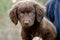 Chocolate Spaniel Aussie mixed breed puppy dog