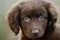 Chocolate Spaniel Aussie mixed breed puppy dog