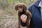 Chocolate Spaniel Aussie mixed breed puppy dog