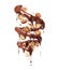 Chocolate splashes in spiral shape with crushed hazelnuts on a white background