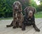 Chocolate springer spaniel and chocolate labrador