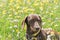 Chocolate and tan miniature dachshund in field