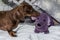 Chocolate and tan miniature dachshund playing with toy