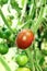 Chocolate tomato, brown color tomato ripening on branch in greenhouse