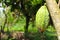 Chocolate tree Cacao fruit in the garden. Harvest day blur bokeh background. Cacao wood forest.