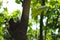 Chocolate tree Cacao fruit in the garden. Harvest day blur bokeh background. Cacao wood forest.