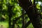 Chocolate tree Cacao fruit in the garden. Harvest day blur bokeh background. Cacao wood forest.