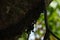 Chocolate tree Cacao fruit in the garden. Harvest day blur bokeh background. Green plantation.