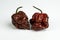 Chocolate Trinidad Moruga Scorpion Peppers