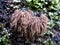 Chocolate Tube Slime Mold - Stemonitis sp.