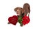 Chocolate Valentine\'s Day Gift Delivery Dog