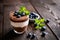 Chocolate and vanilla mascarpone dessert topped with blueberry