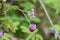 Chocolate vine Akebia quinata, flowers and buds on vine