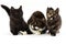 Chocolate and White British Shorthair Domestic Cat, Female and its Black Tortoise-Shell and Black Kittens standing against White