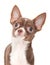 Chocolate with white chihuahua portrait