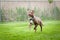 Chocolate and white pit bull running