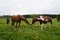 chocolate with white spots stallion and a chestnut stallion grazing in the Bavarian village Birkach (Germany