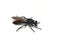 Choerades gilva robber fly on white