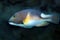 Choerodon anchorago or orange-dotted tuskfish Anchor trunkfish marine fish