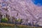 Chofu, cherry blossoms blooming in Nogawa