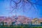 Chofu, cherry blossoms blooming in Nogawa