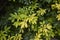 Choisya ternata evergreen shrub