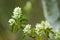 Choke Cherry Blossom